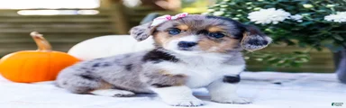 Chloe