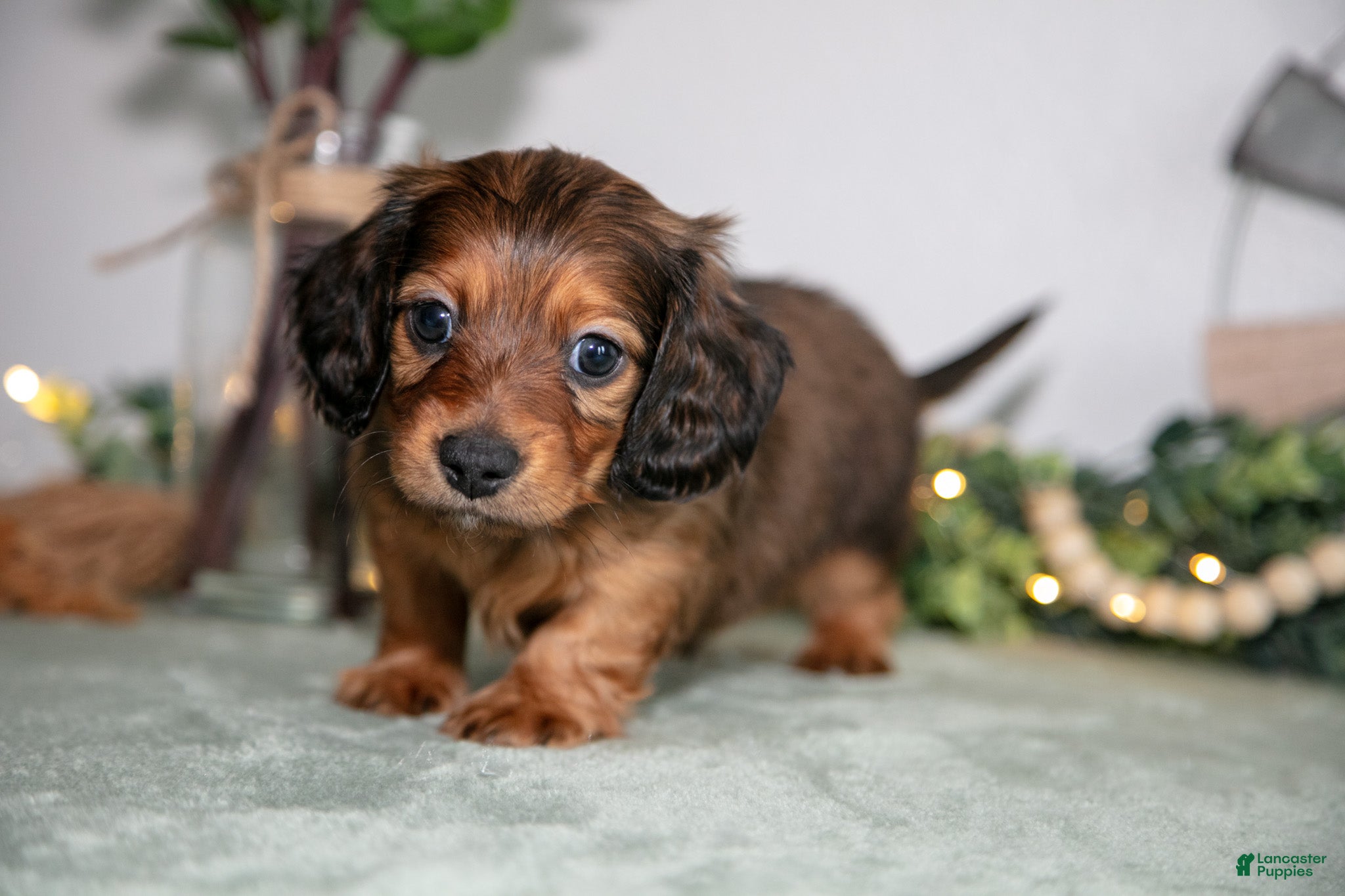 Miniature Dachshund dogs Howie - Ad 2