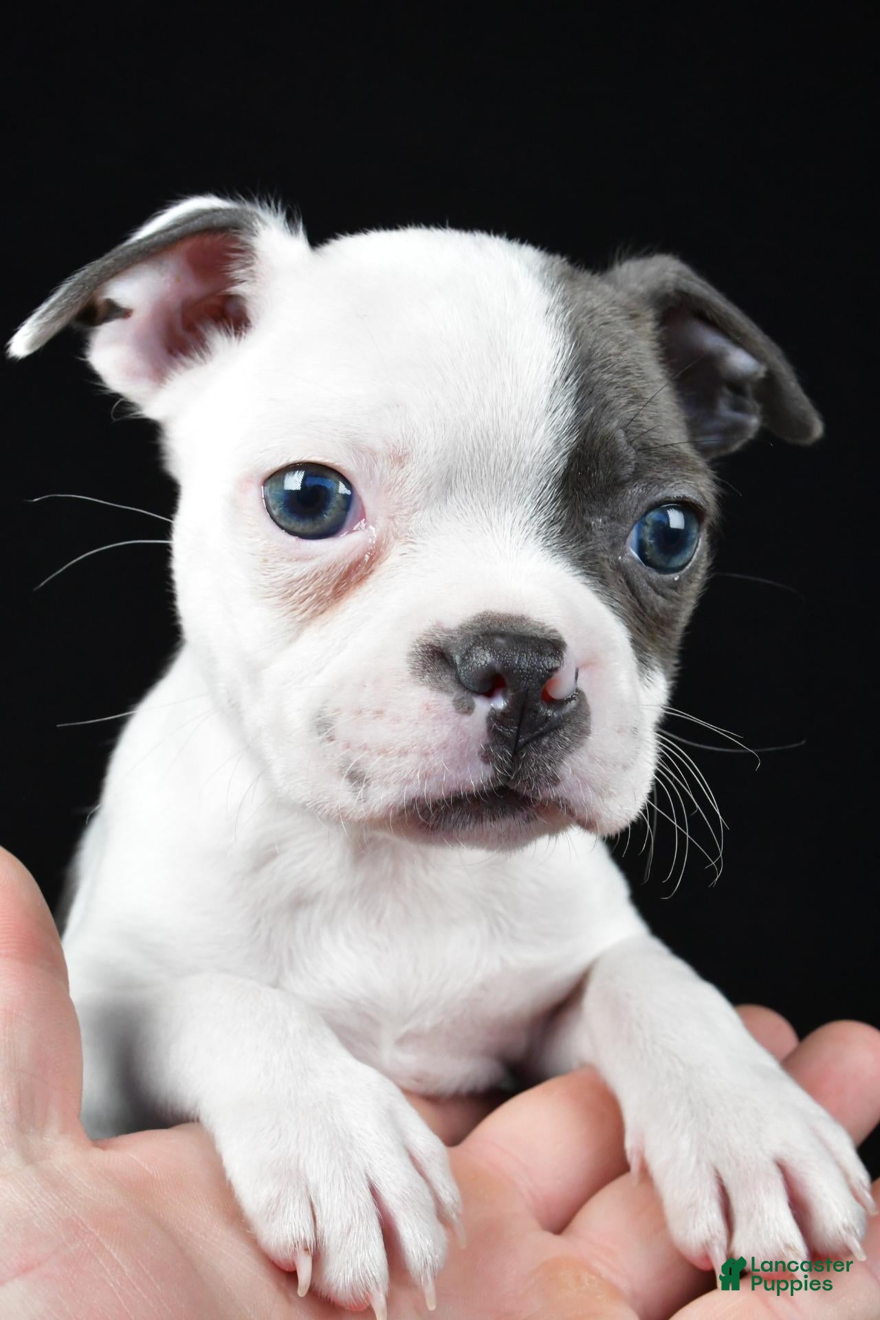 Pearl (Boston Terrier, Female) in Millersburg, OH