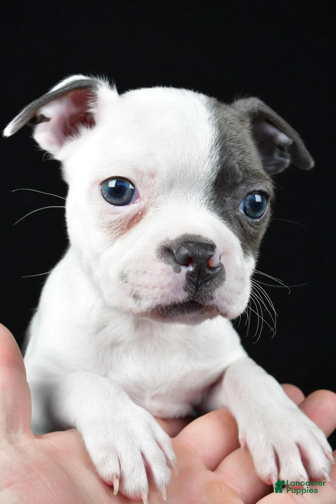 Boston Terrier dogs for sale: Pearl - Ad 1