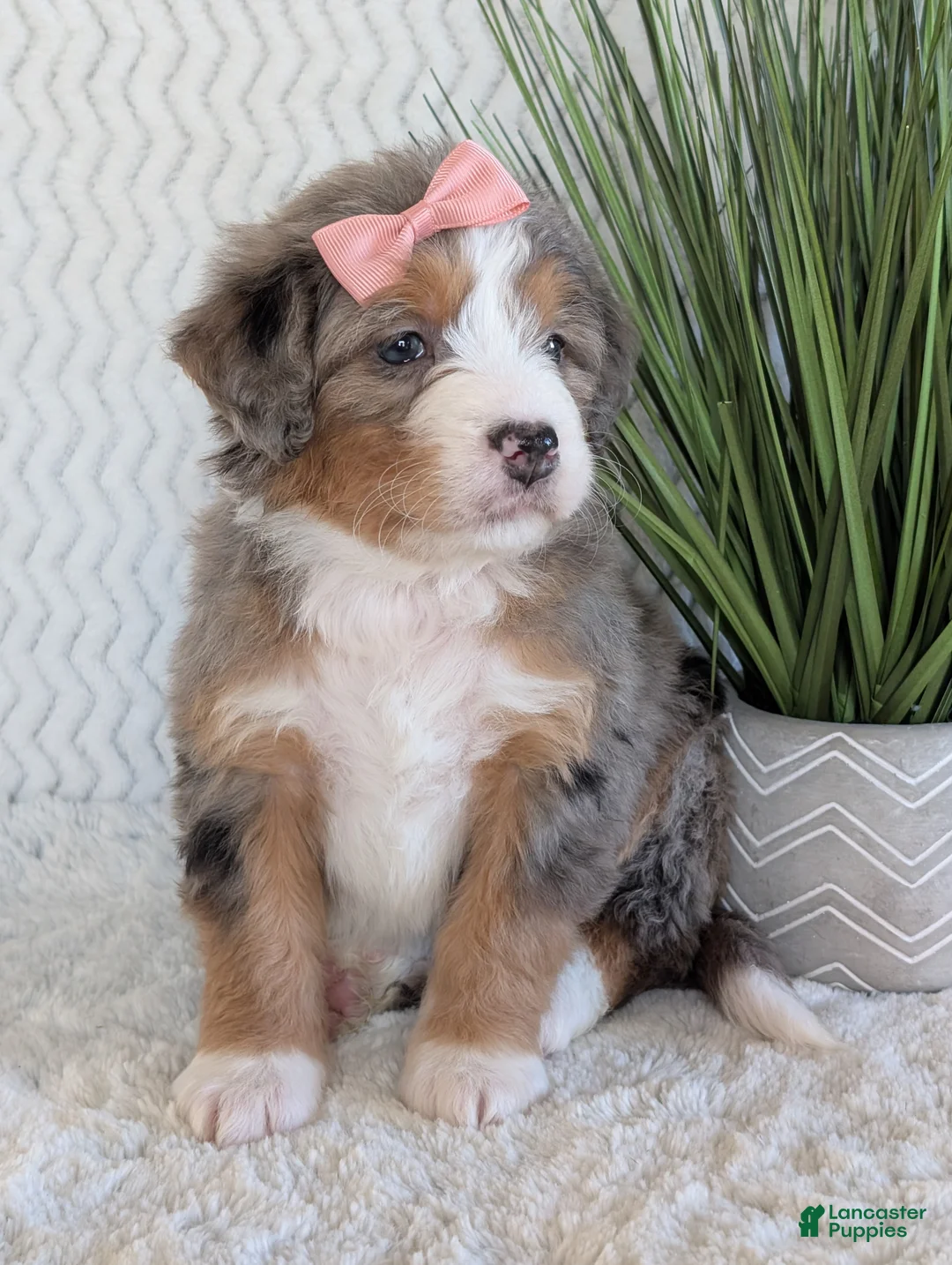 Mini Bernedoodle dogs for sale: Mini Indy  - Ad 23