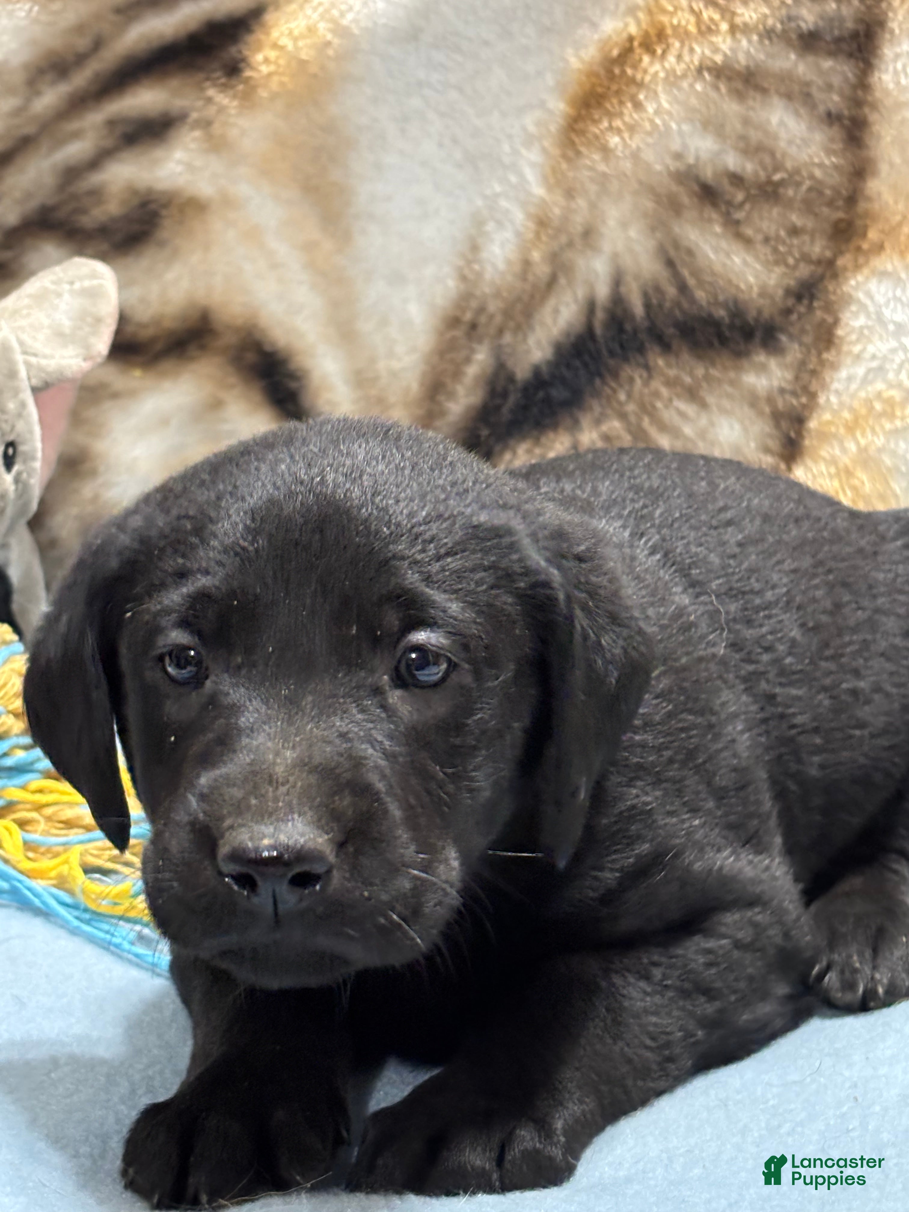 Labrador Retriever dogs for sale: Chucky - Ad 1