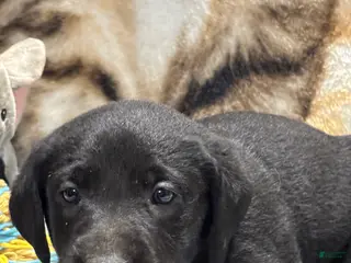 Labrador Retriever dogs for sale: Chucky - Ad 1