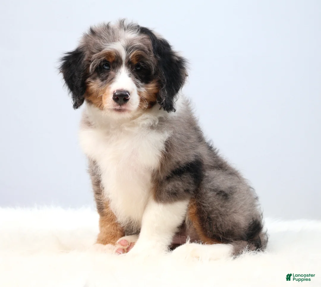 Mini Bernedoodle dogs for sale: Felix  - Ad 1
