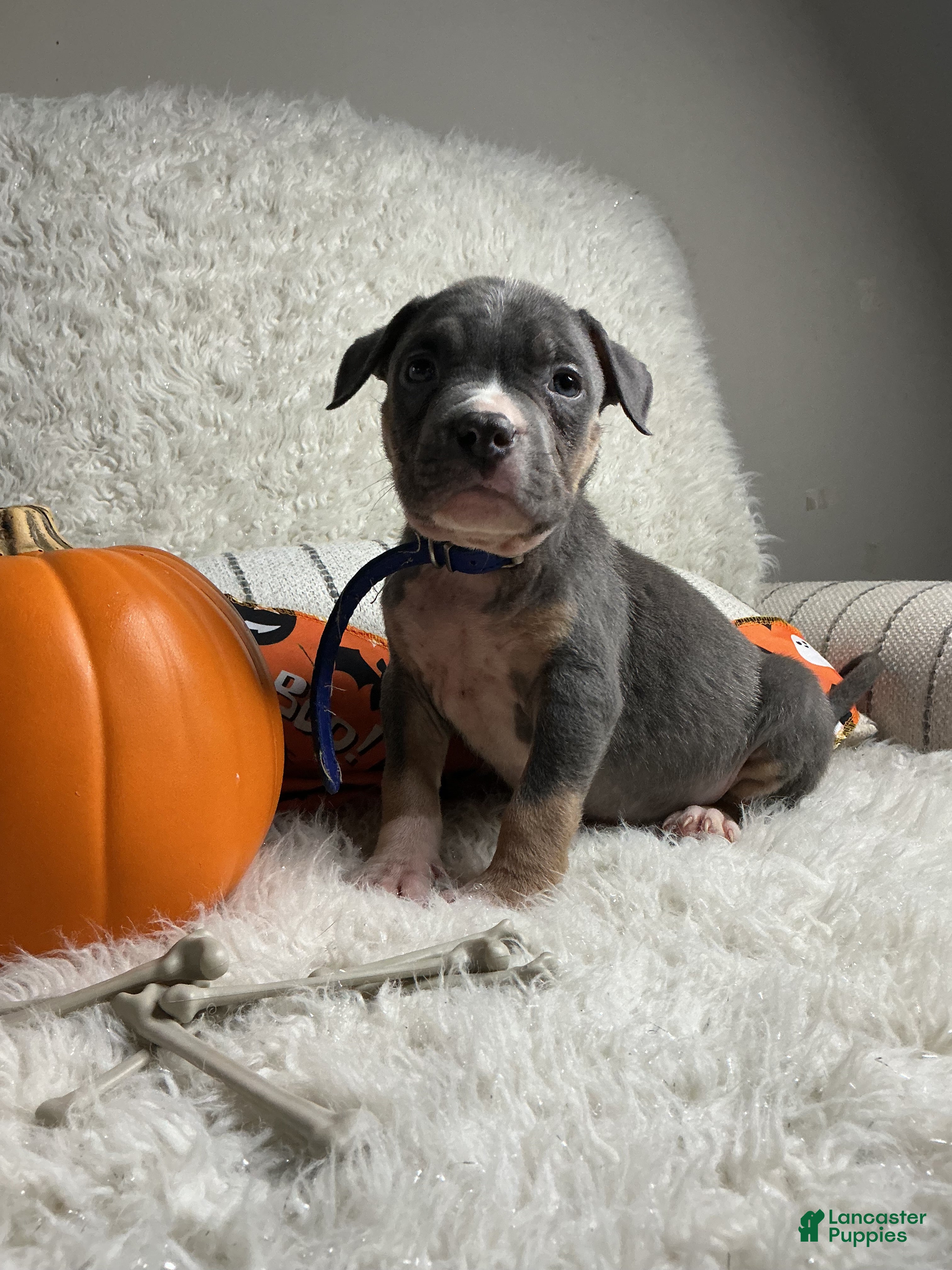 American Bully dogs BIG BLUE  - Ad 42