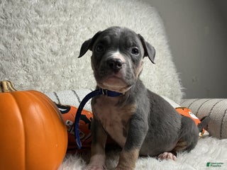 American Bully dogs BIG BLUE - Ad 24