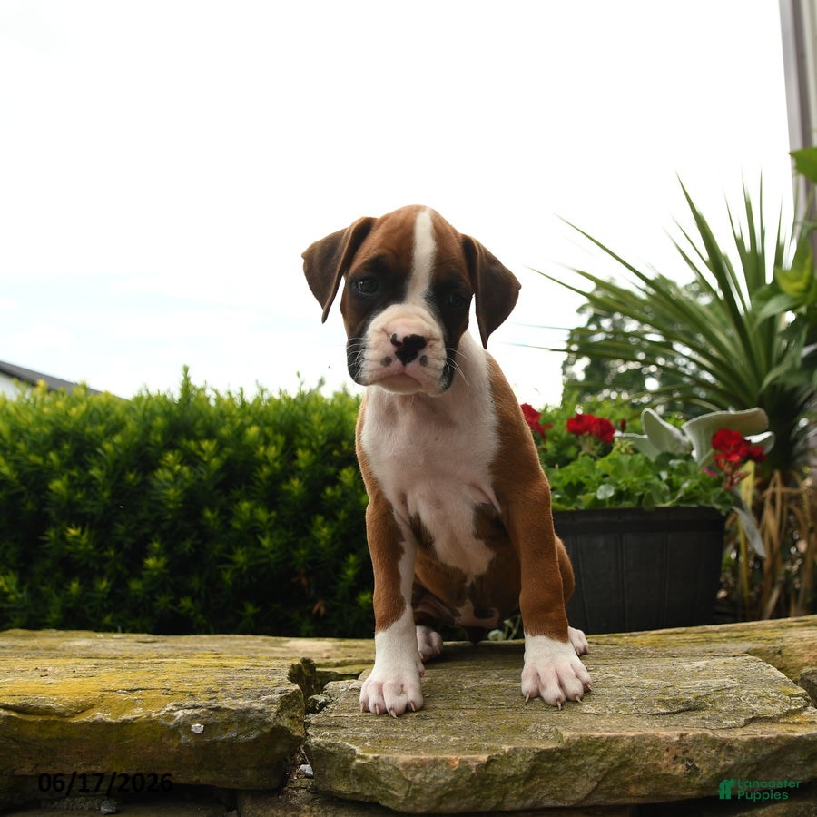 Boxer dogs Twilight - Ad 1