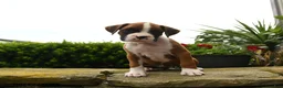 Boxer dogs for sale: Twilight - Ad 1
