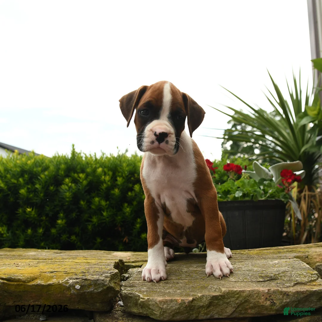 Boxer dogs for sale: Twilight - Ad 1