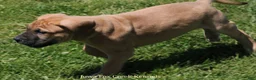 Mixed Breed dogs for sale: Bubba - Ad 6