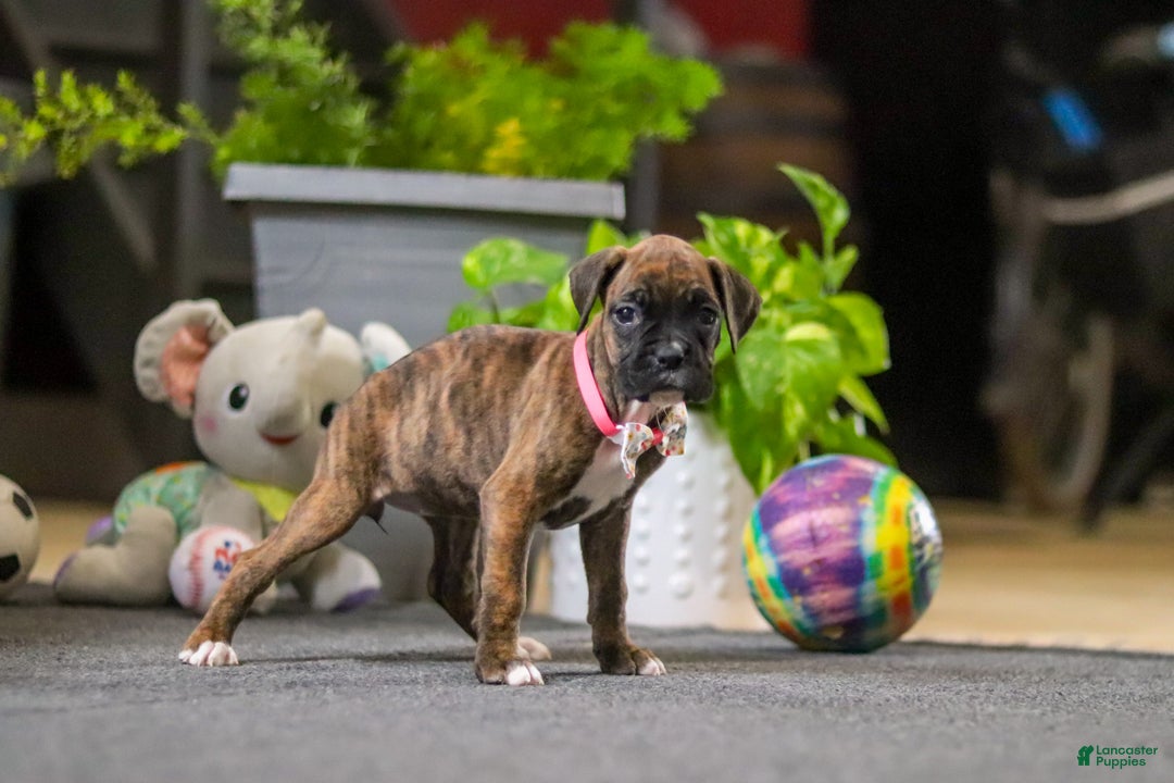 Boxer dogs for sale: Maxl - Ad 13