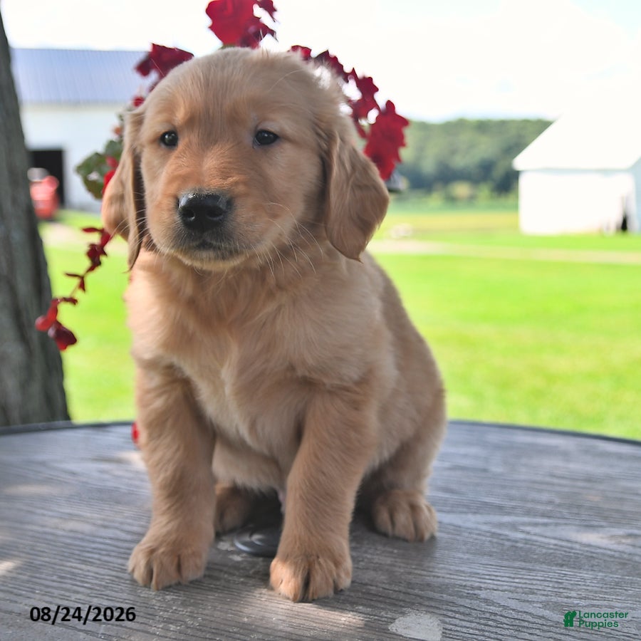 Golden Retriever dogs Tucker - Ad 1
