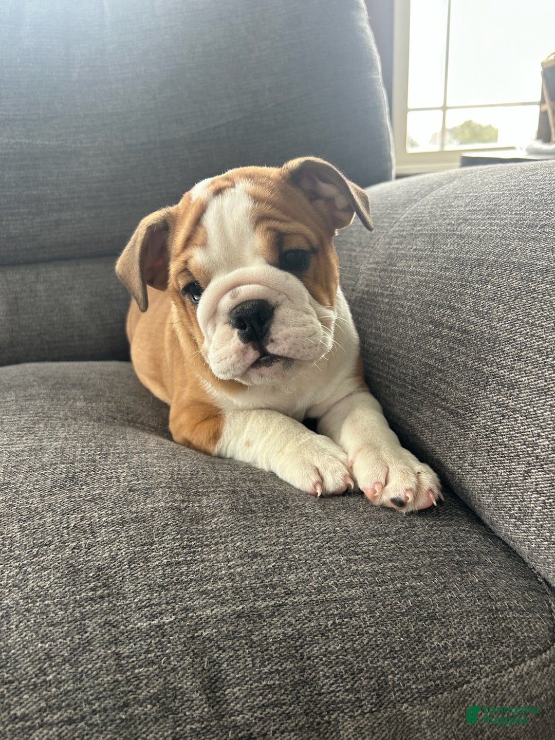 English Bulldog dogs for sale: Elsa - Ad 1