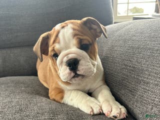 English Bulldog dogs for sale: Elsa - Ad 2