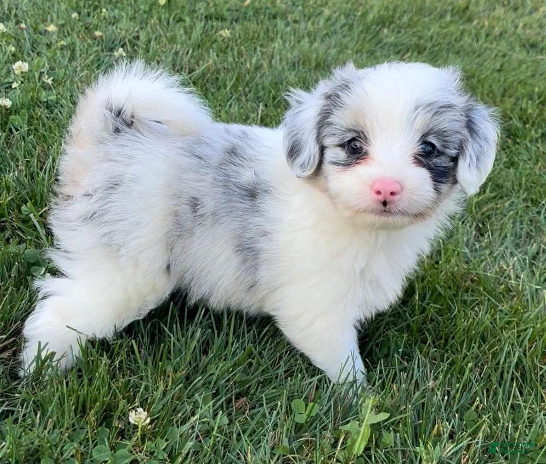 Mini Aussiedoodle dogs for sale: Cooper - Ad 1