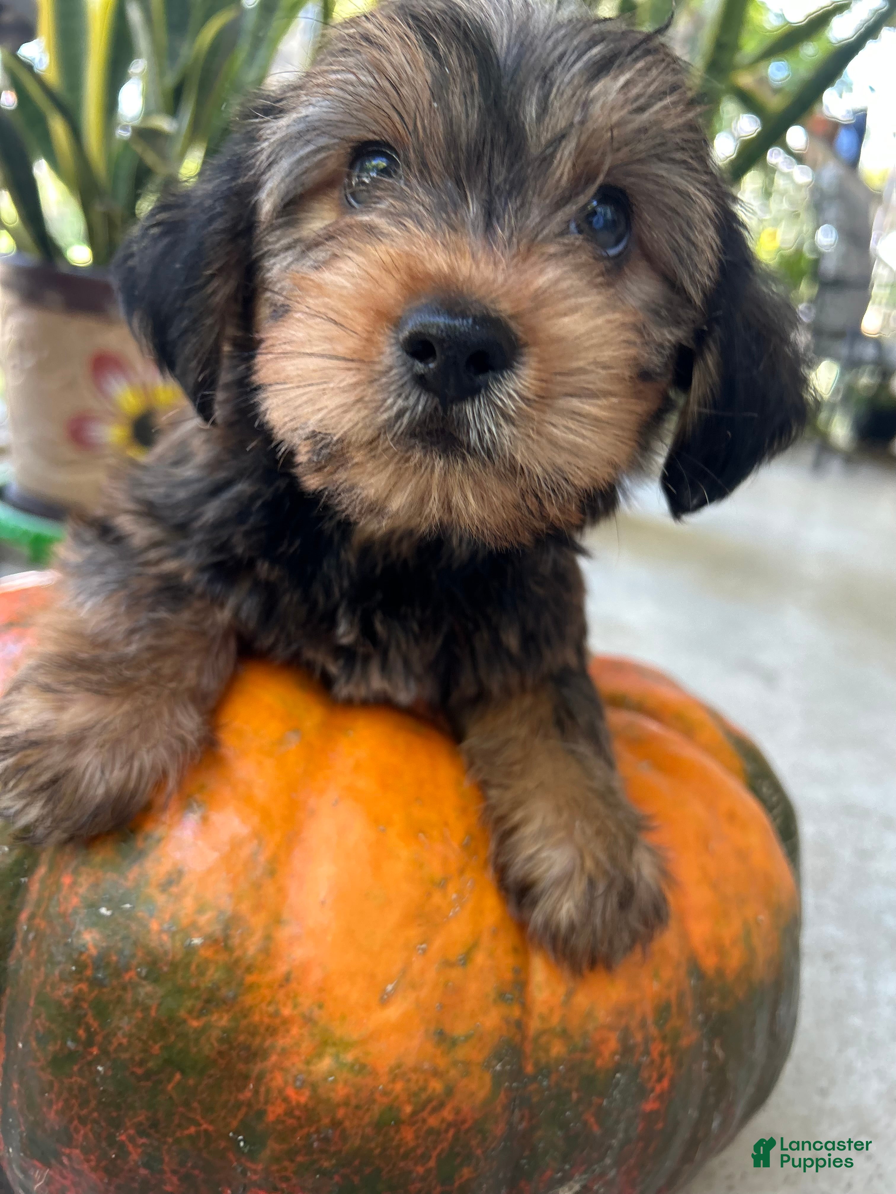 Shorkie dogs for sale: Shorkie 1 - Ad 1