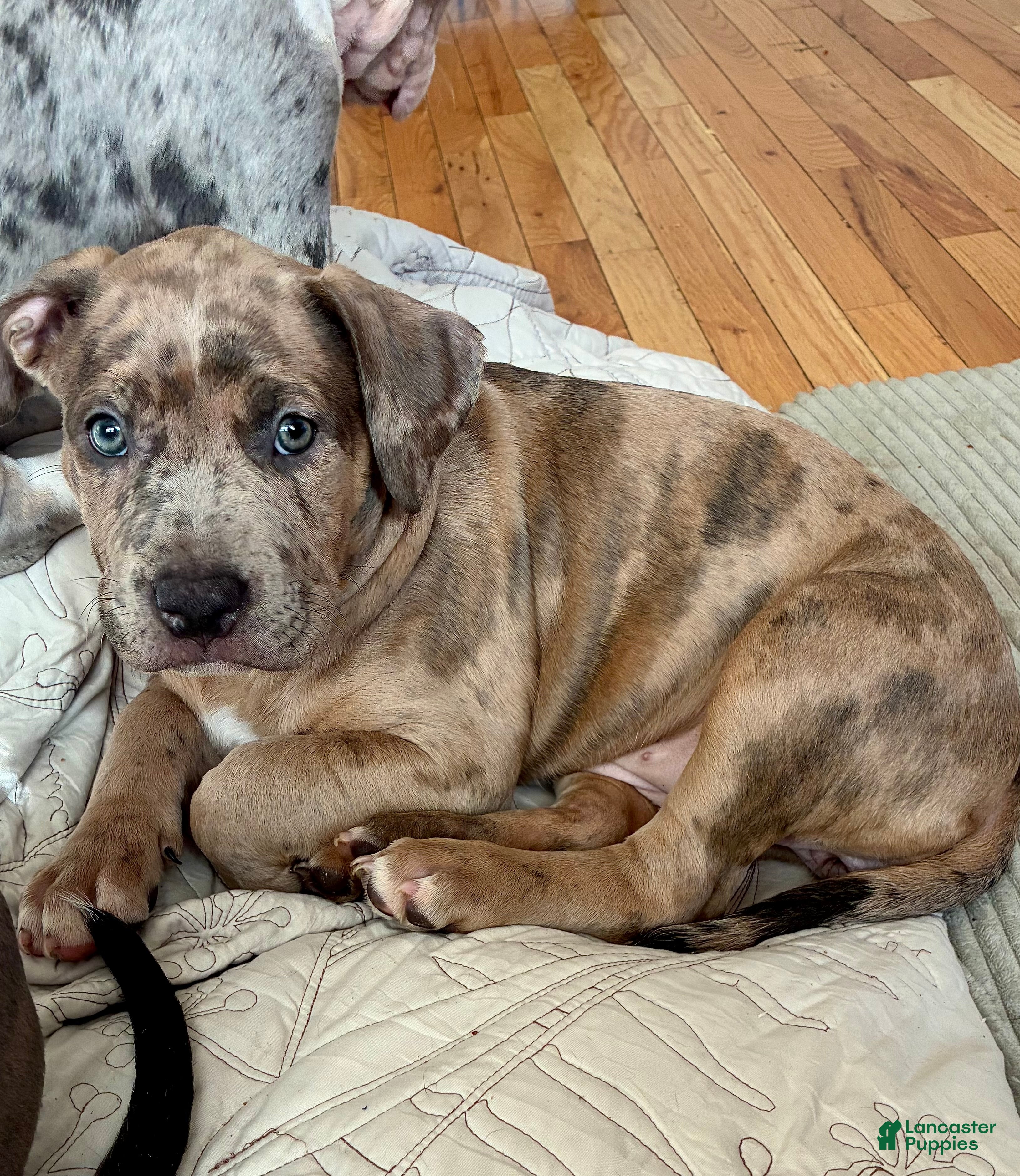 American Bully dogs American Bully (Female#2) - Ad 2