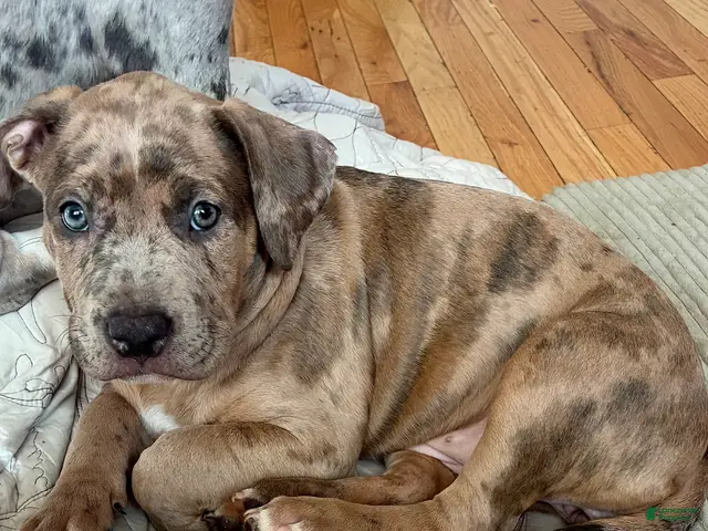 American Bully dogs for sale: American Bully (Female#2) - Ad 1