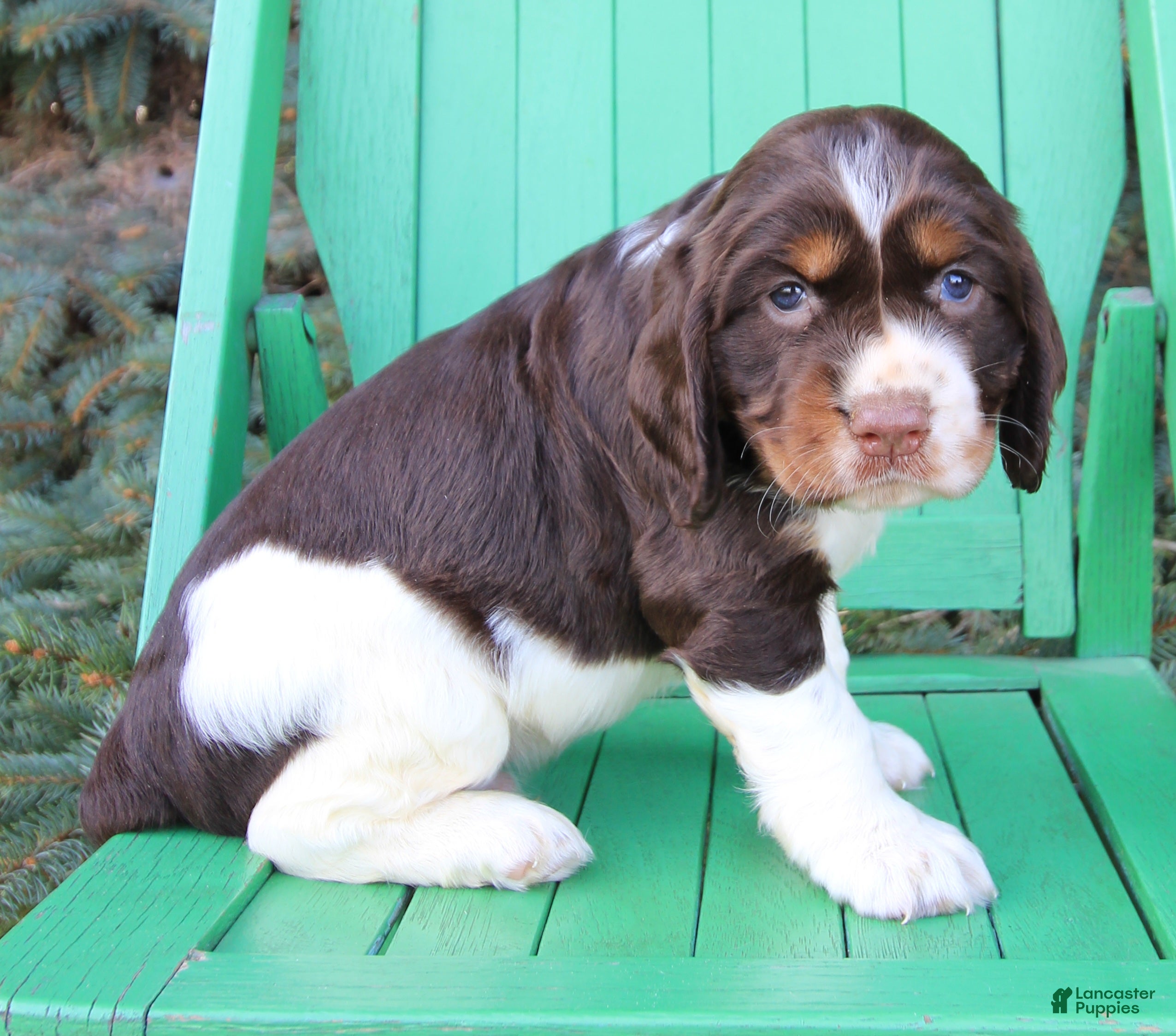 Springer Spaniel Puppy Liver Roan And Tan Cocker Spaniels Tri