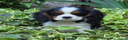 Cavalier King Charles Spaniel dogs for sale: Commet - Ad 3