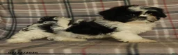 Shih Tzu dogs for sale: Kolby - Ad 7