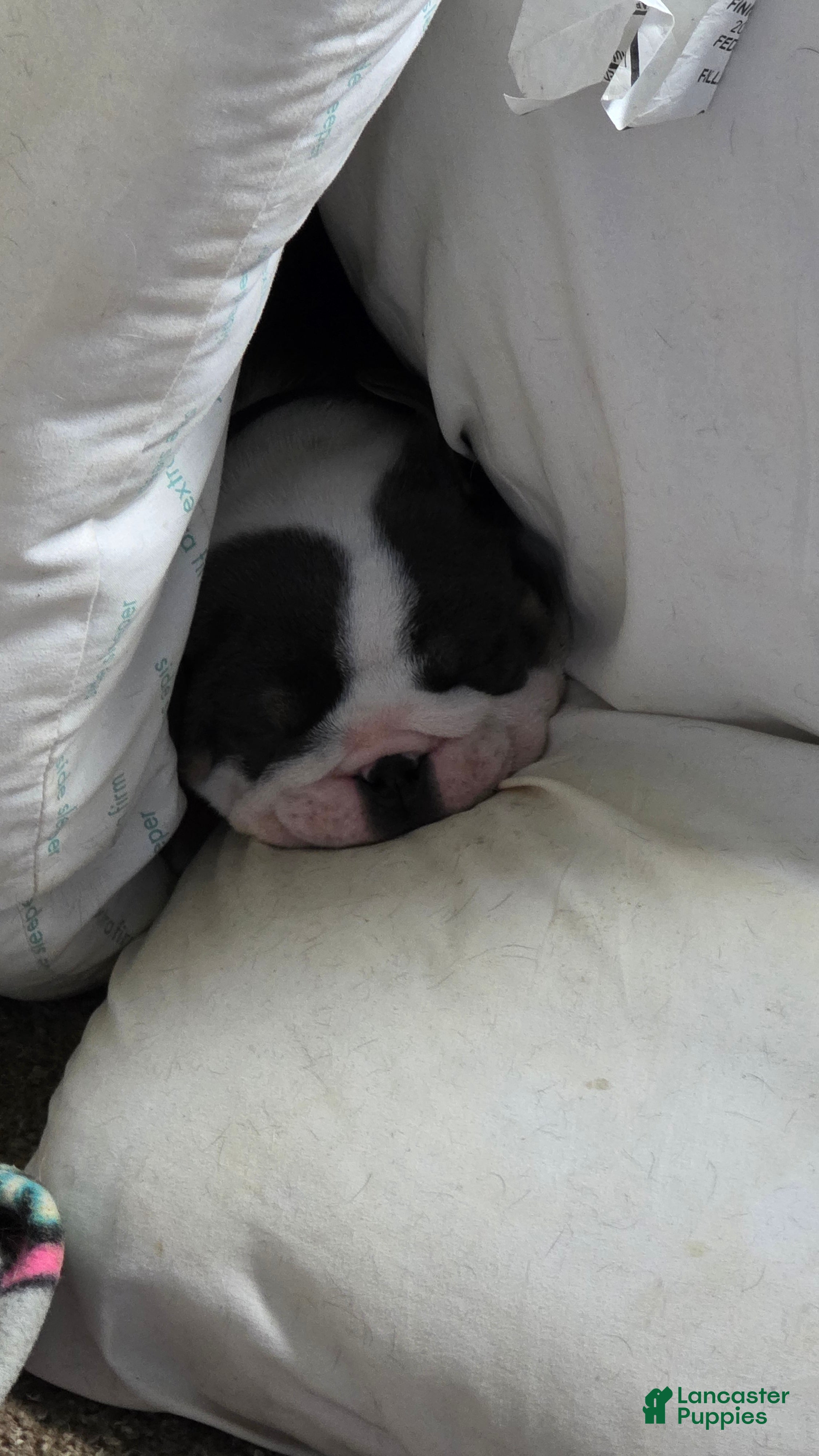 English Bulldog dogs Reginald - Ad 2