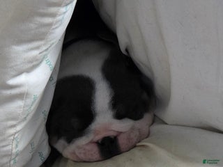 English Bulldog dogs Reginald - Ad 3