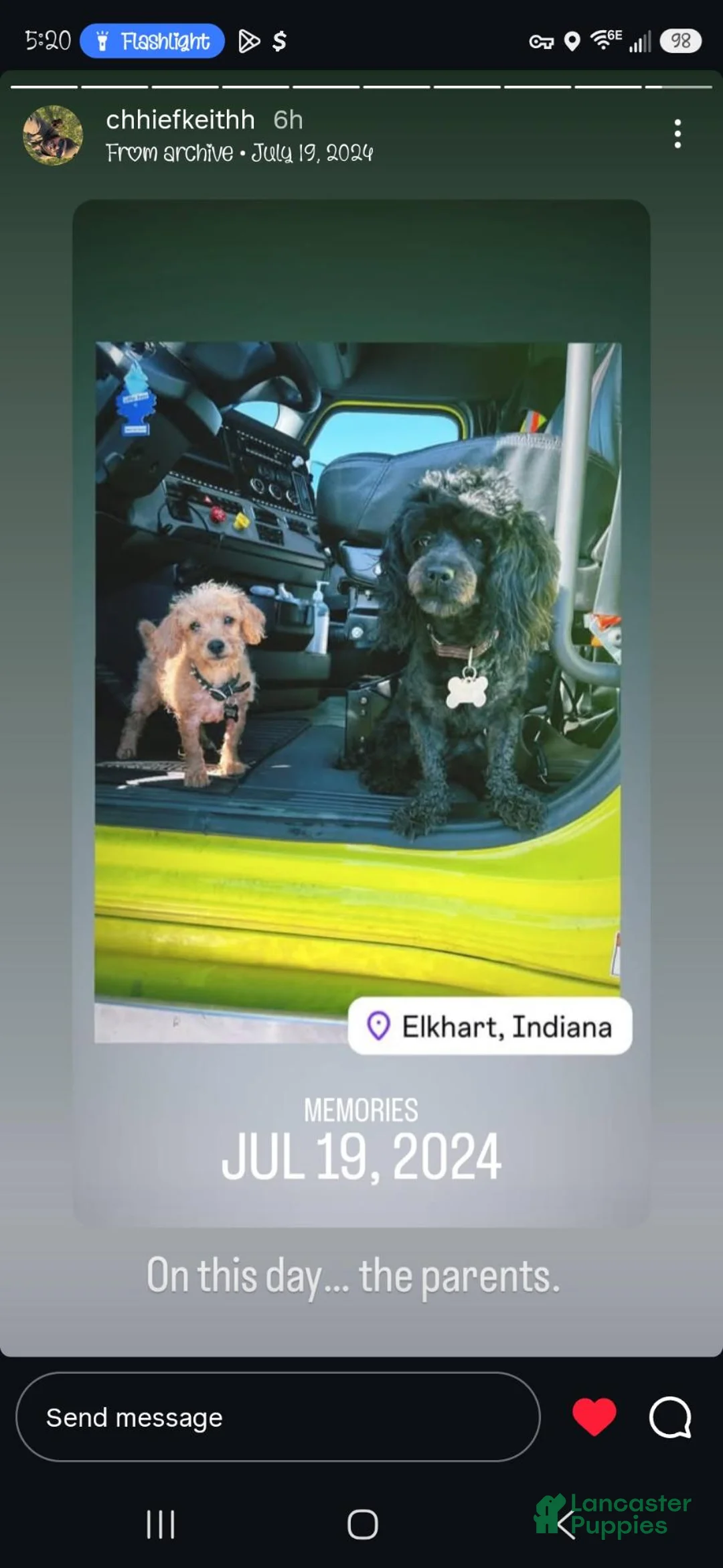 Maltipoo dogs for sale: Nani - Ad 2