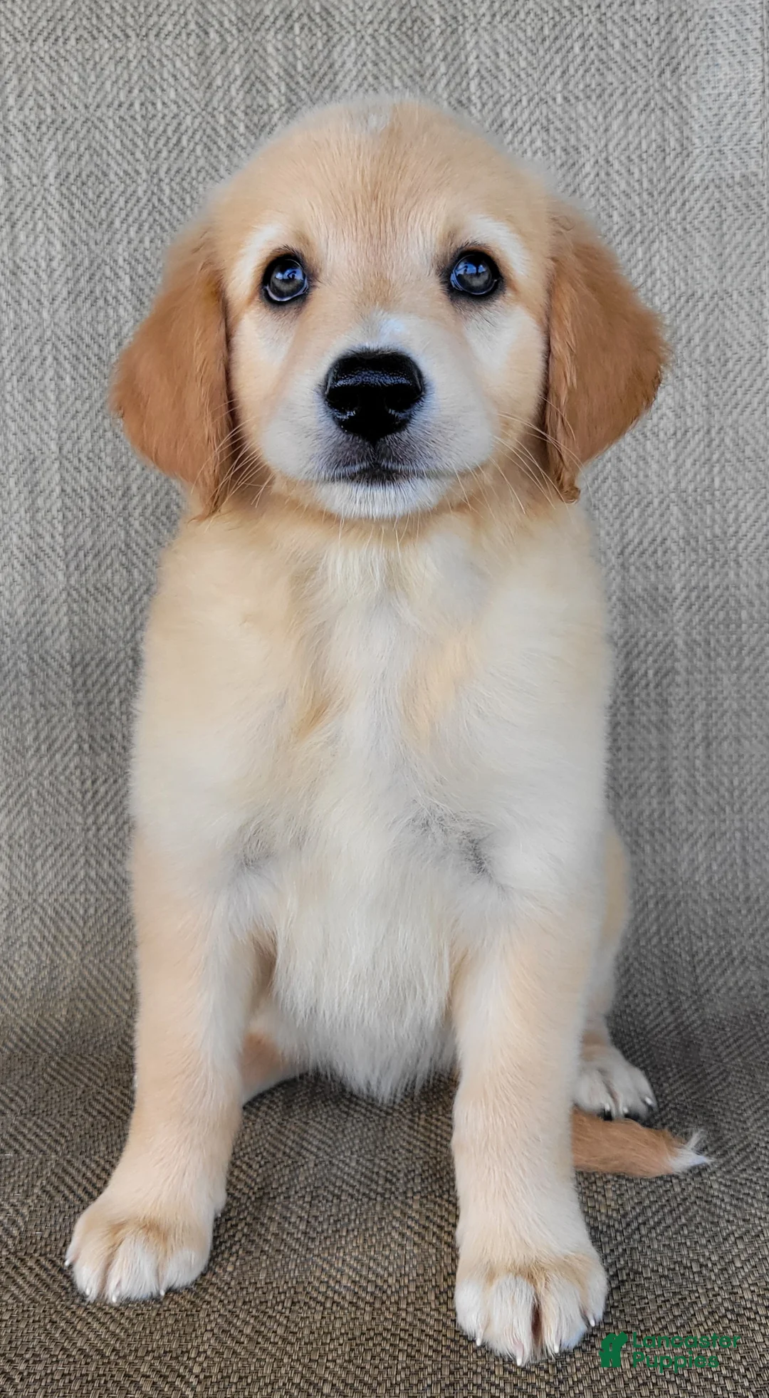 Australian Shepherd dogs for sale: Elsa - Ad 1