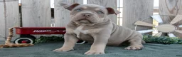American Bully dogs for sale: Max - Ad 1