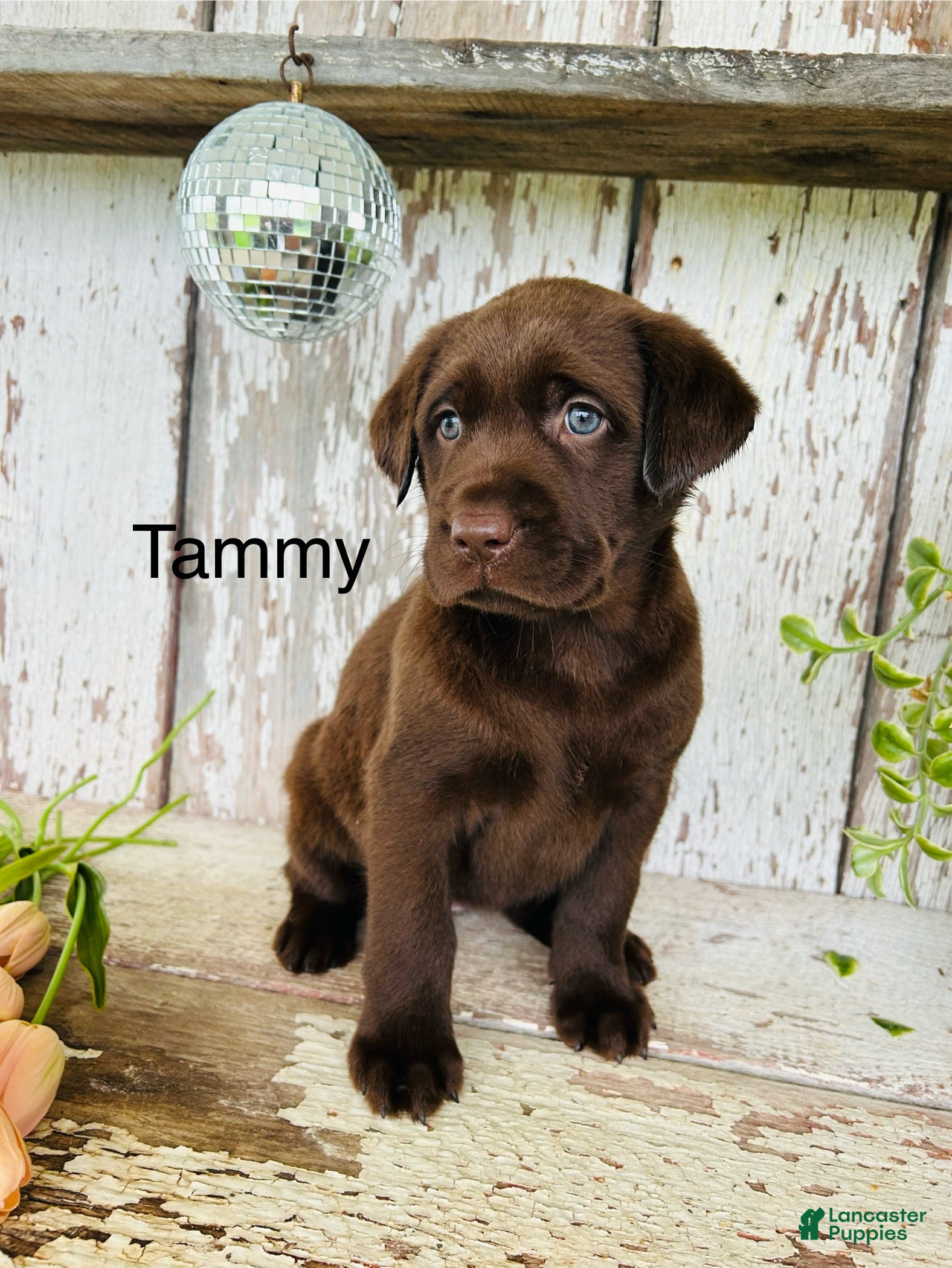 Labrador Retriever dogs for sale: Tammy  - Ad 1
