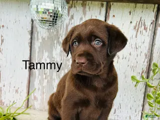 Labrador Retriever dogs for sale: Tammy - Ad 1