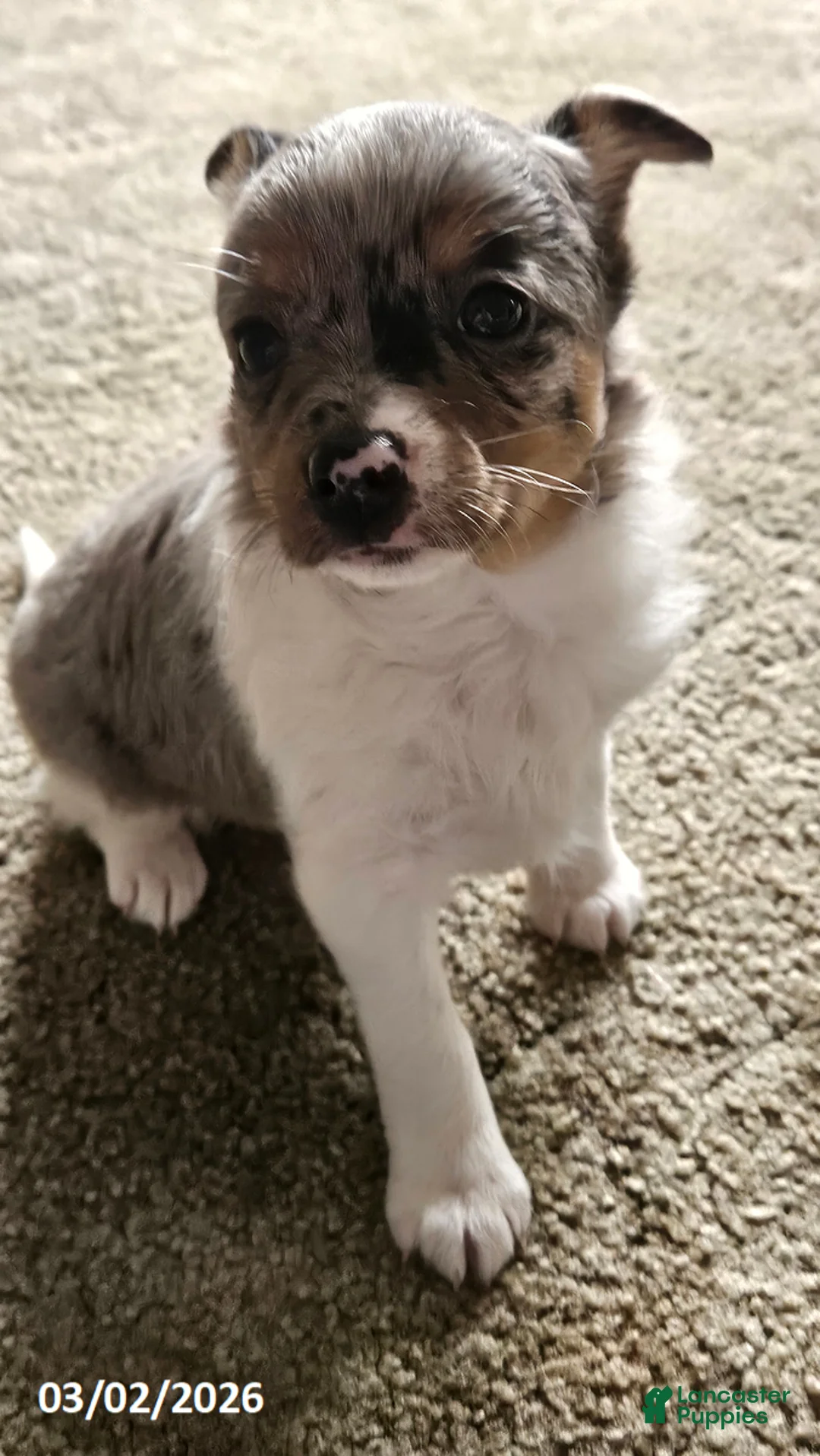 Mixed Breed dogs for sale: Daisy - Ad 1