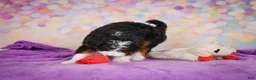 Mini Bernedoodle dogs for sale: Sasha - Ad 5