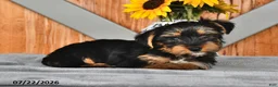 Mixed Breed dogs for sale: Raymond - Ad 2