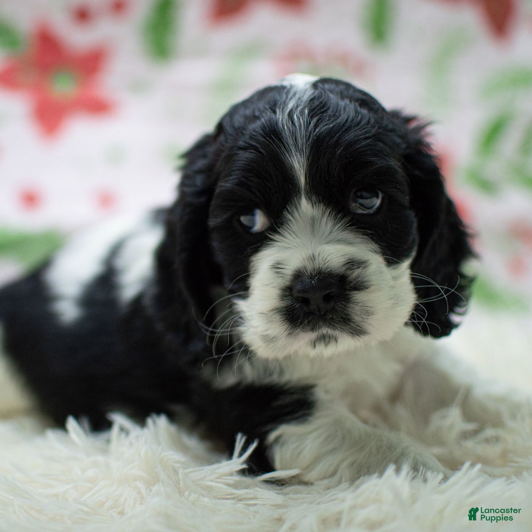Cocker Spaniel dogs for sale: Newton - Ad 7