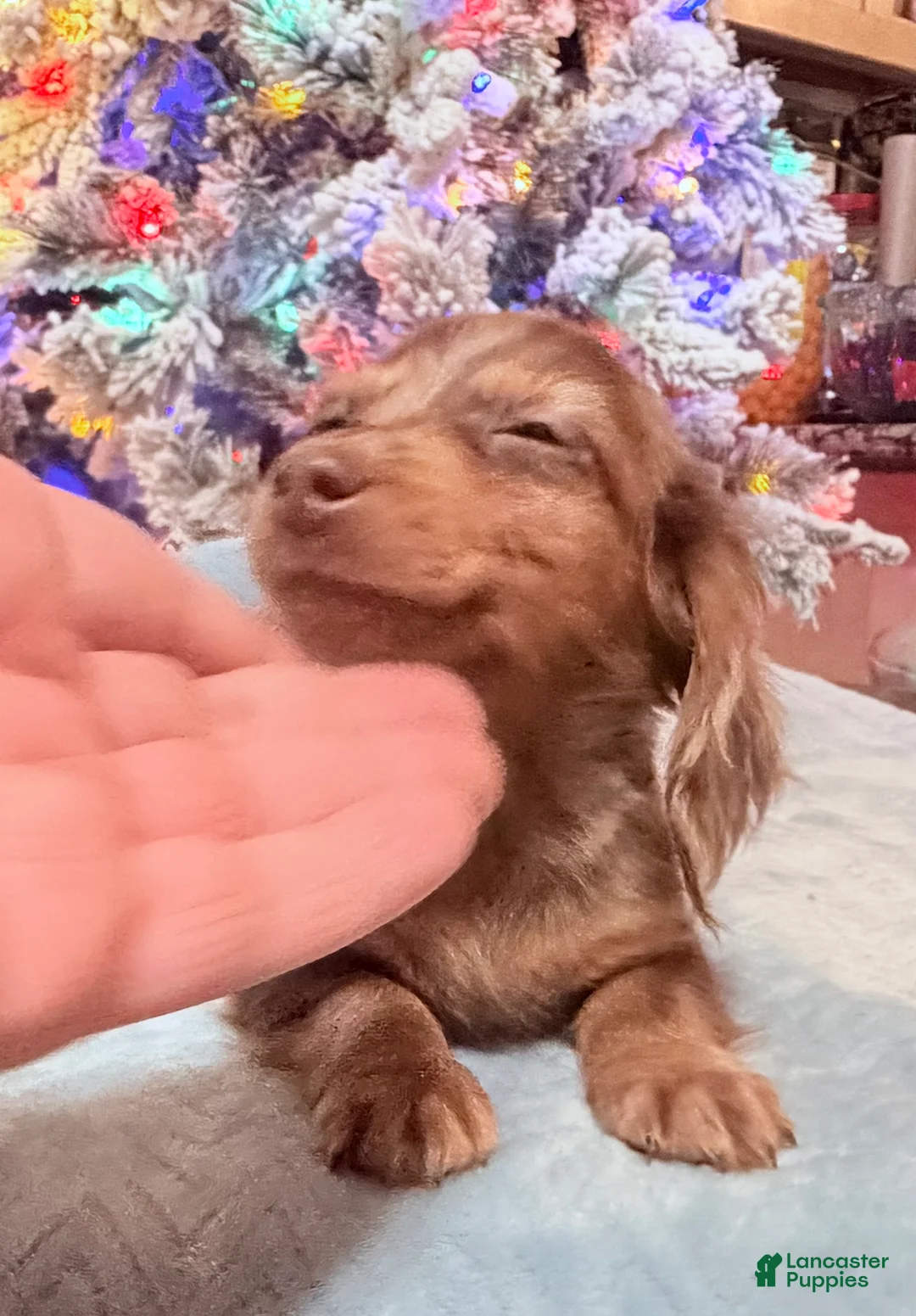 Miniature Dachshund dogs for sale: AKC Russian pra clear - Ad 76