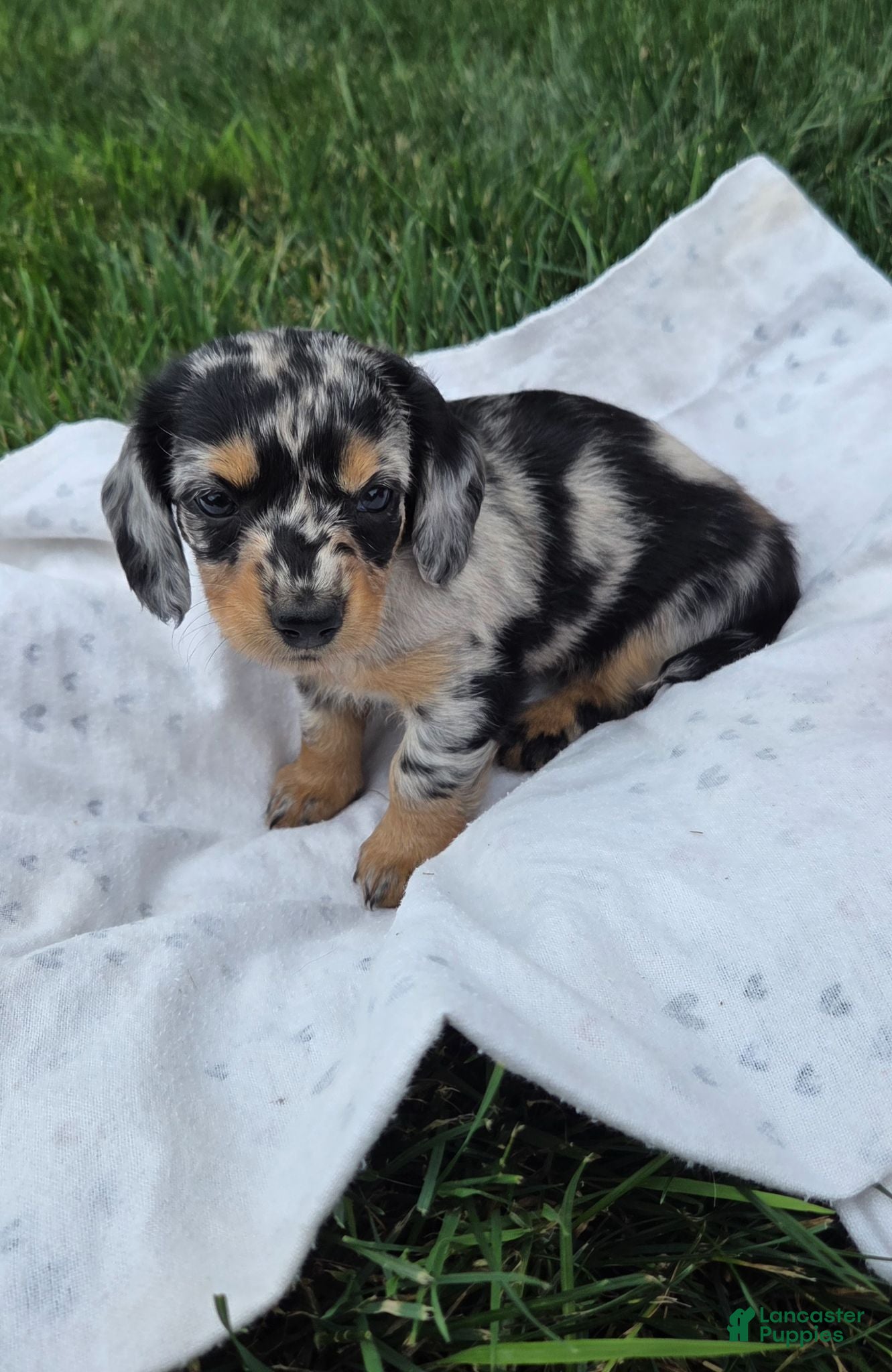 Miniature Dachshund dogs Lily - Ad 2