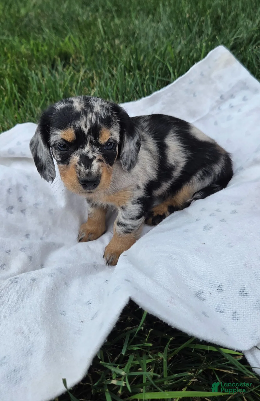 Miniature Dachshund dogs for sale: Lily - Ad 2