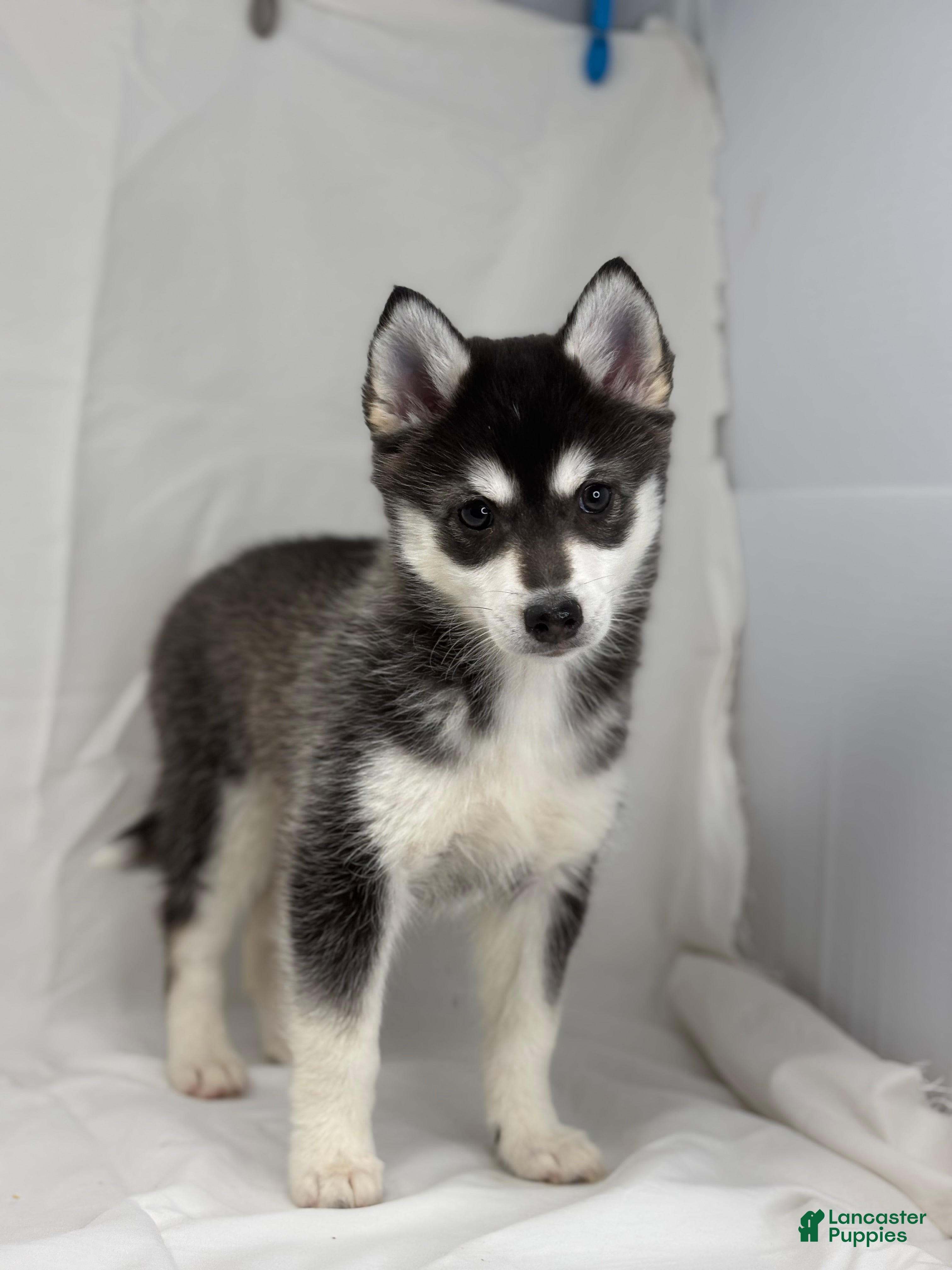 Pomsky dogs Callie - Ad 2