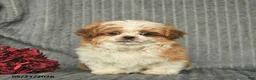 Malshi dogs for sale: Brent - Ad 1