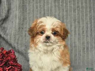 Malshi dogs for sale: Brent - Ad 2