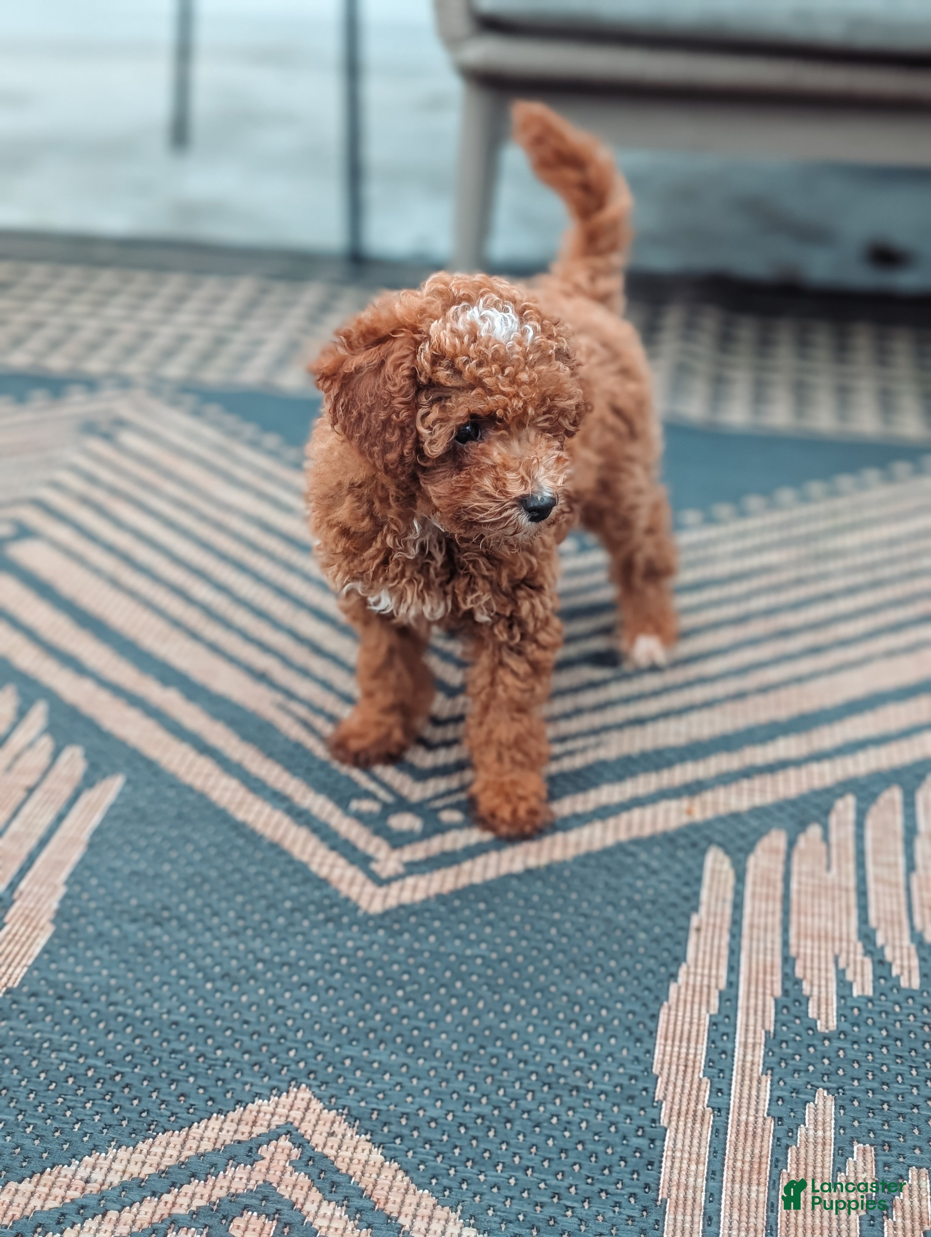 Miniature Poodle dogs Charlie  - Ad 2