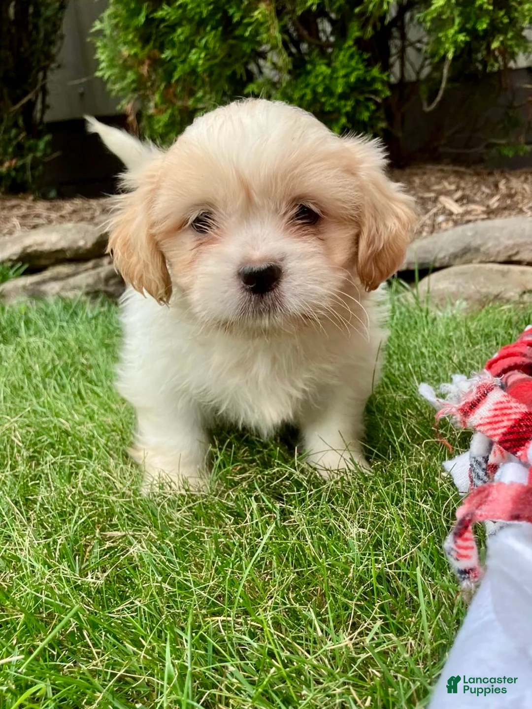 Shih Tzu dogs for sale: Trixie - Ad 5