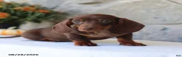 Dachshund dogs for sale: Skippy - Ad 5