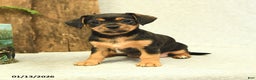 Mixed Breed dogs for sale: Lacey - Ad 3