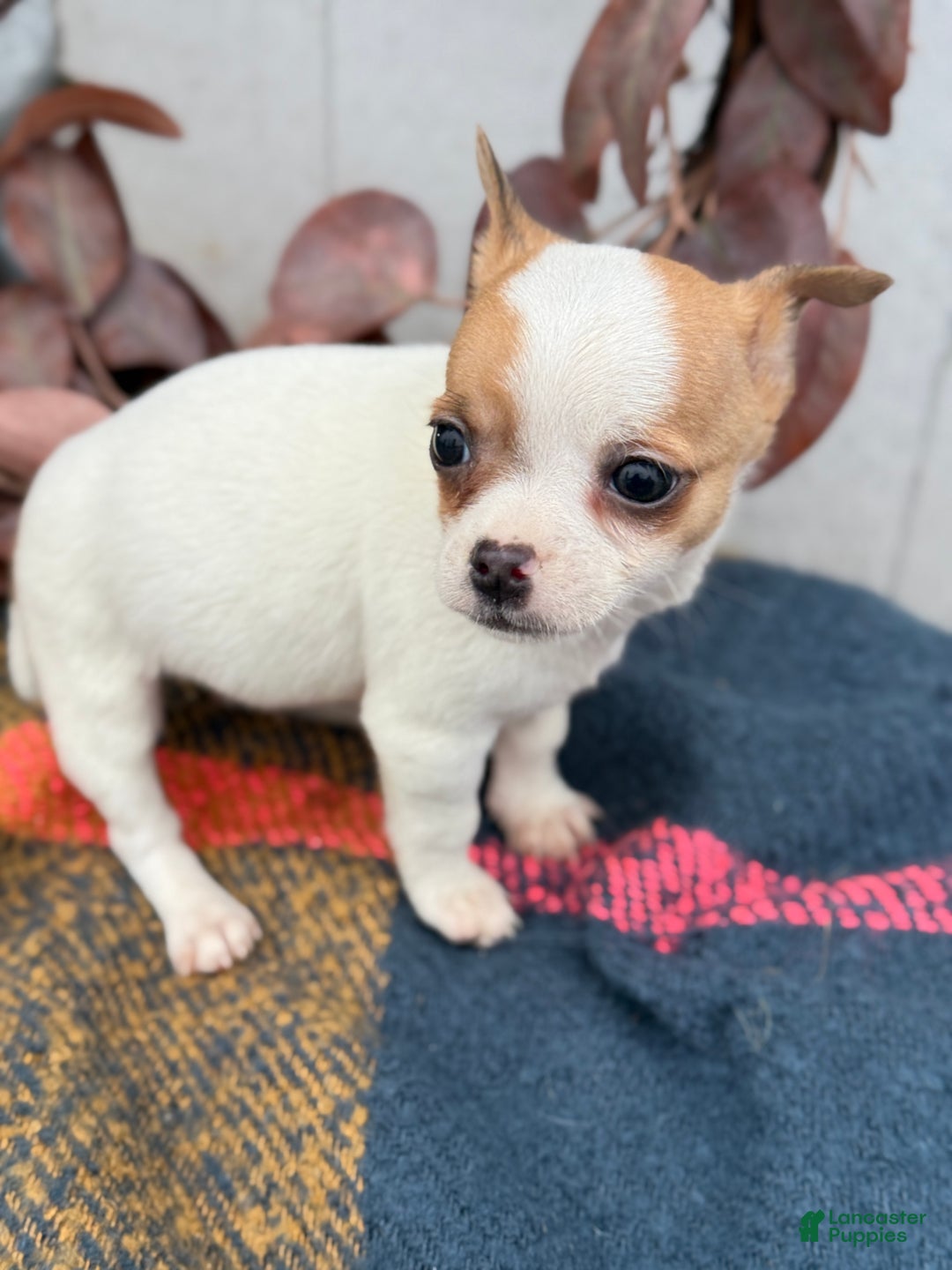 Chihuahua dogs for sale: Beany - Ad 13