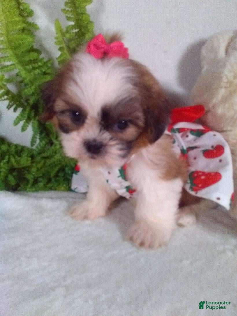 Shih Tzu dogs Allie - Ad 2