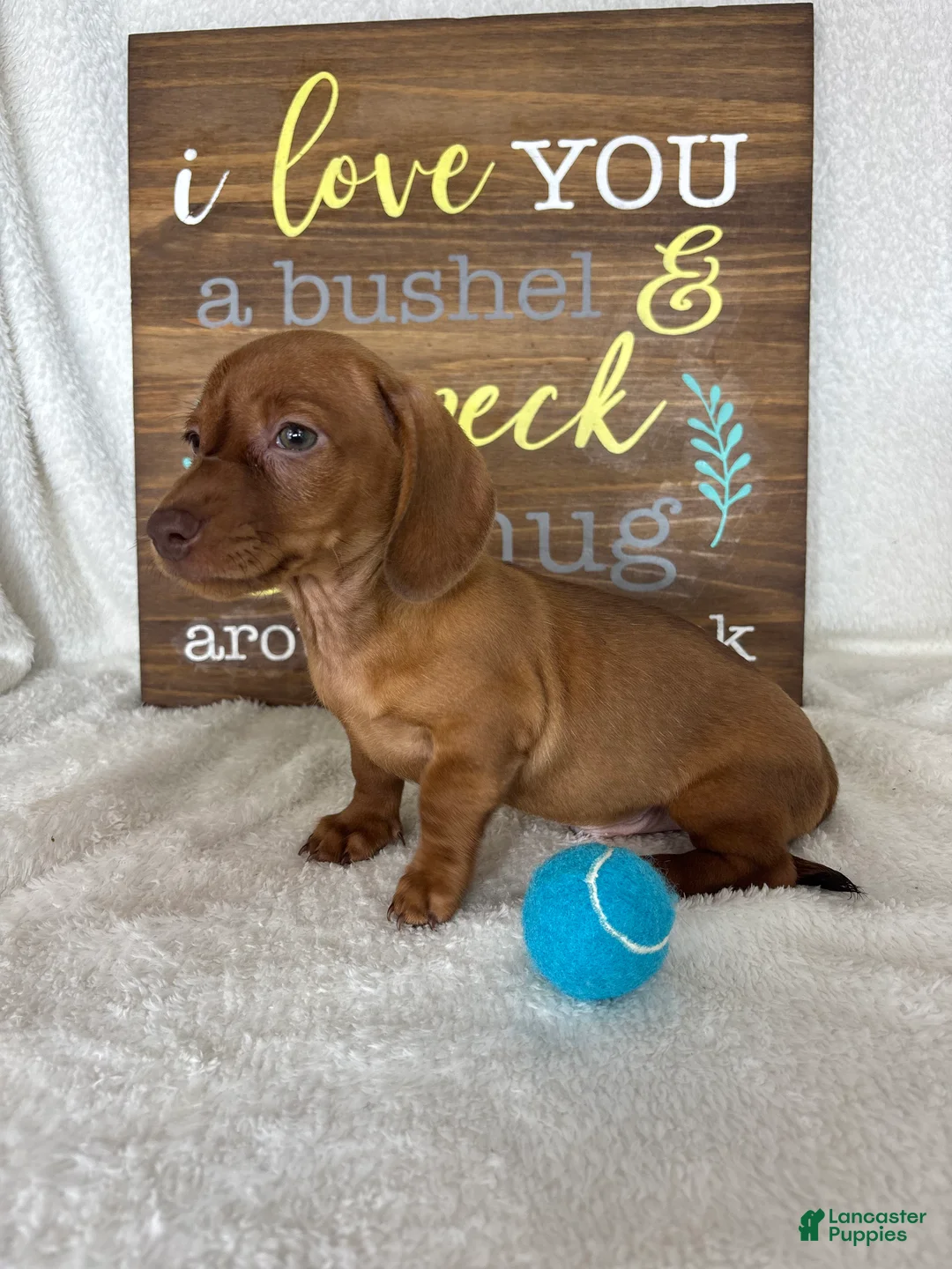 Dachshund dogs for sale: Dexter - Ad 6