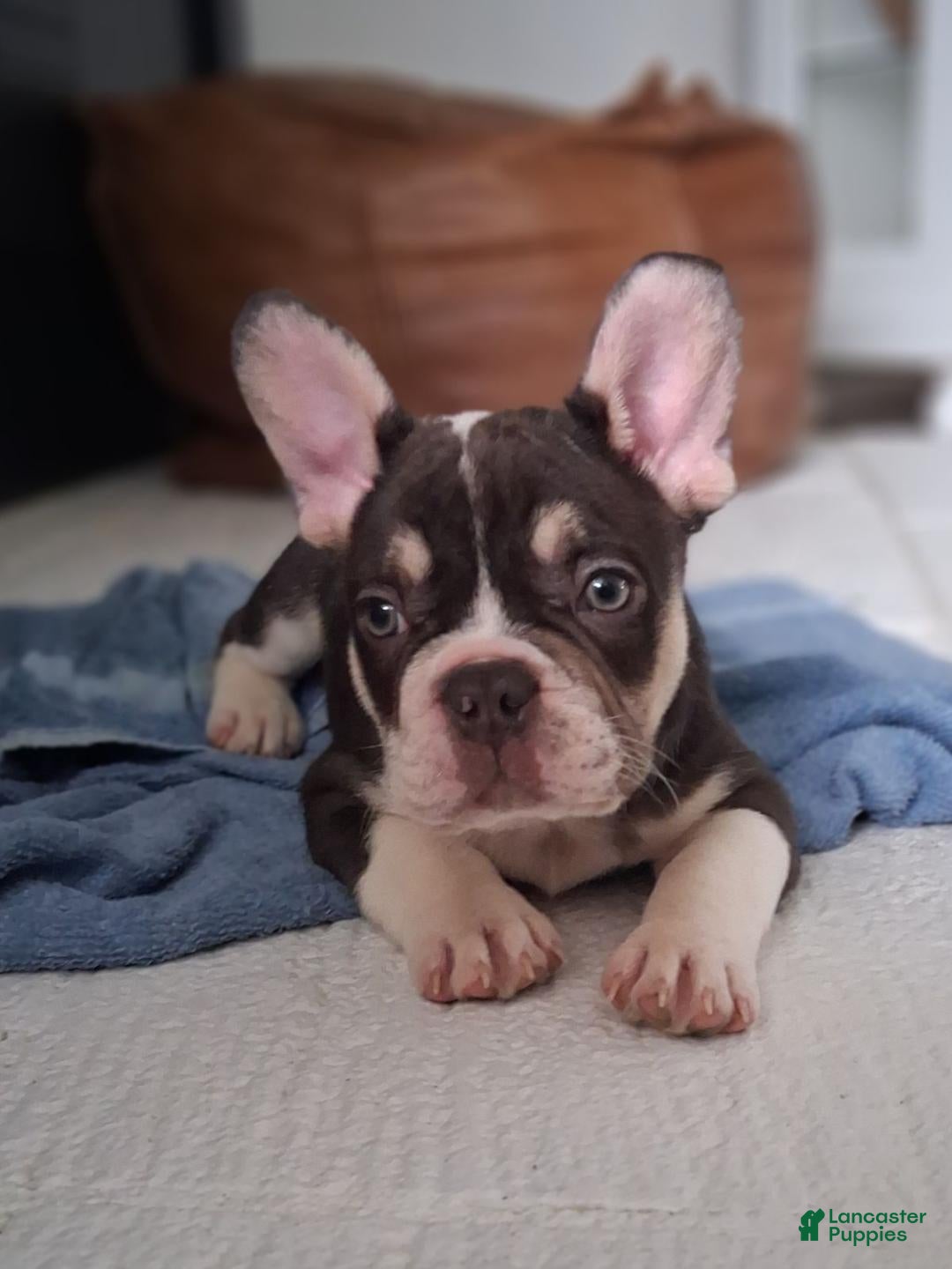 French Bulldog dogs for sale: Jasper  - Ad 1